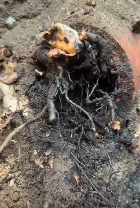 Drainage problems in San Marino due to root invasion